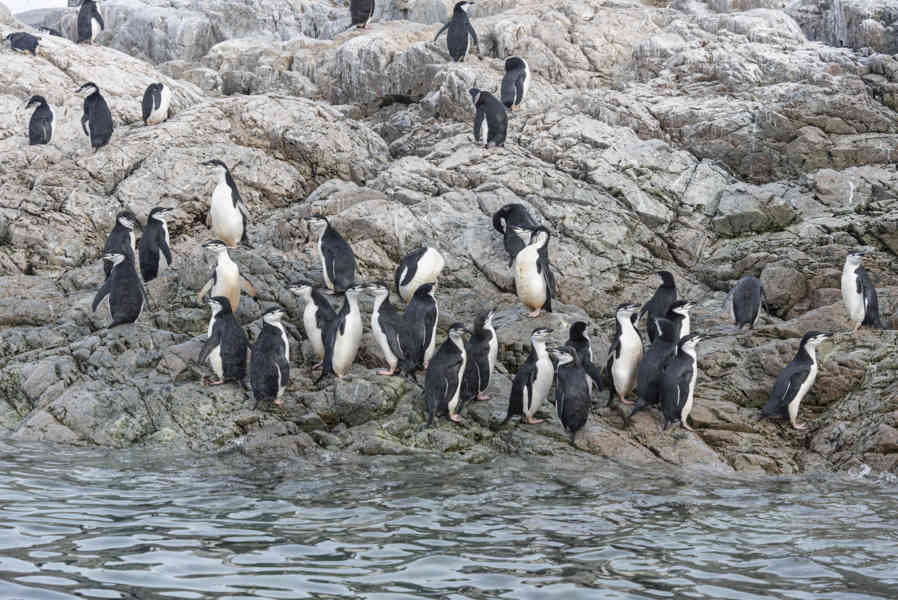 Pingüino Chinstrap - Antártida 01.jpg